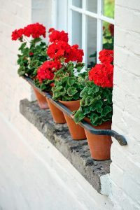 Flowers on a window ledge