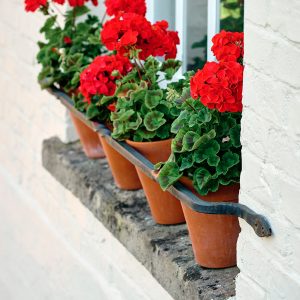 Flowers on a window ledge